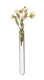 Chamelaucium flowers in test tube on white background