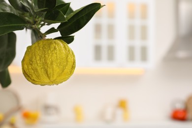 Photo of Bergamot tree with ripe fruit in kitchen, closeup. Space for text