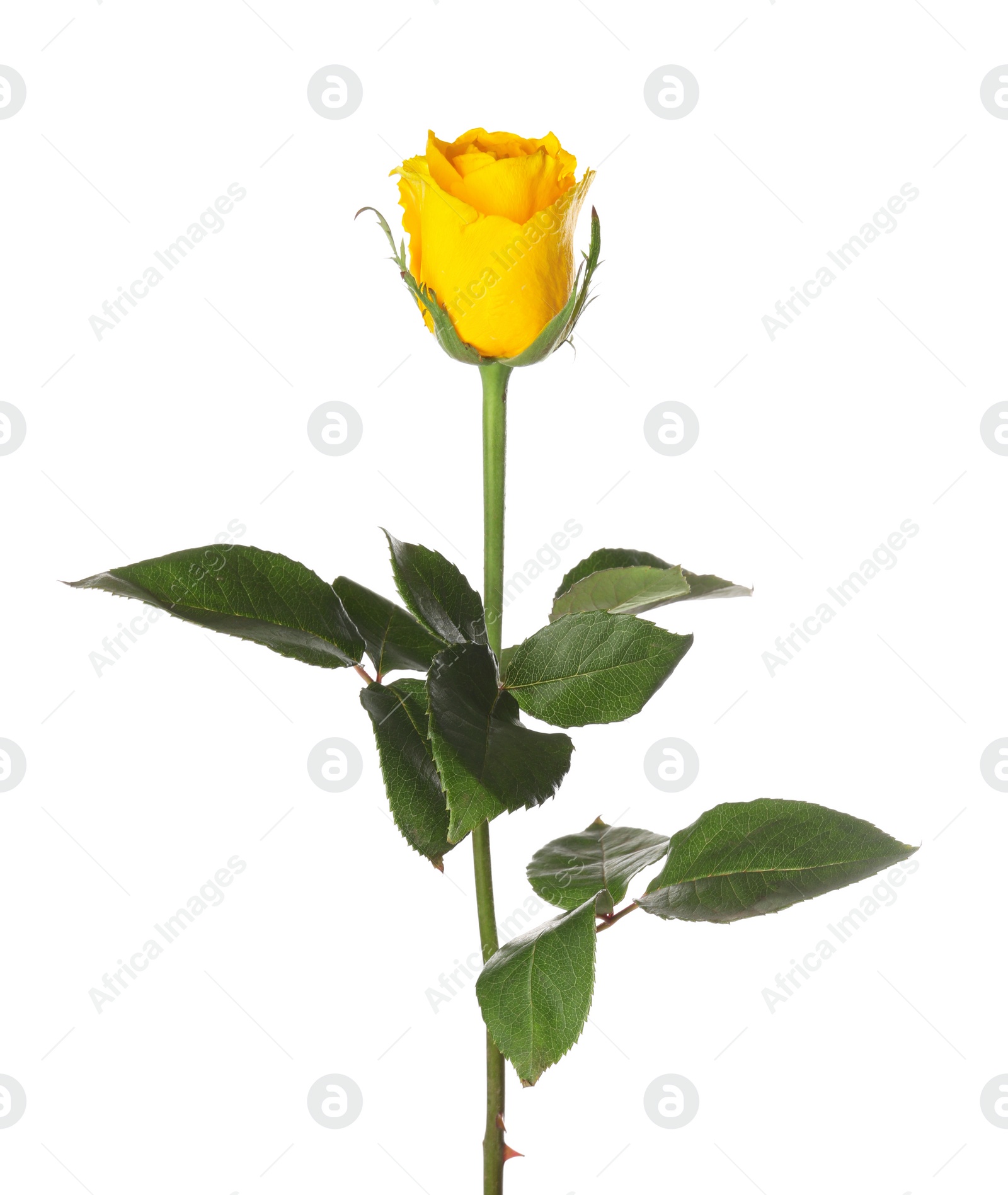 Photo of One beautiful yellow rose isolated on white