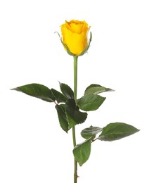 Photo of One beautiful yellow rose isolated on white