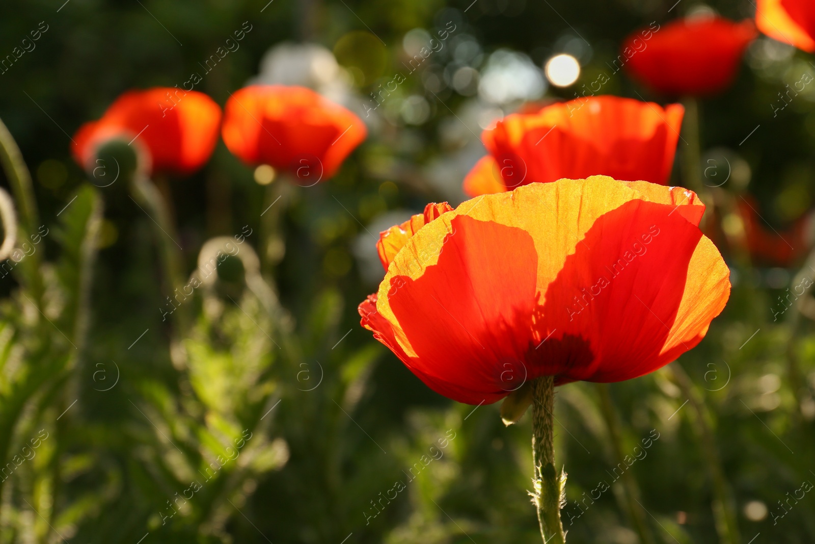 Photo of Beautiful red poppy flower outdoors on sunny day, closeup. Space for text