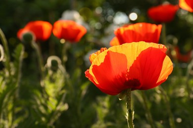 Photo of Beautiful red poppy flower outdoors on sunny day, closeup. Space for text