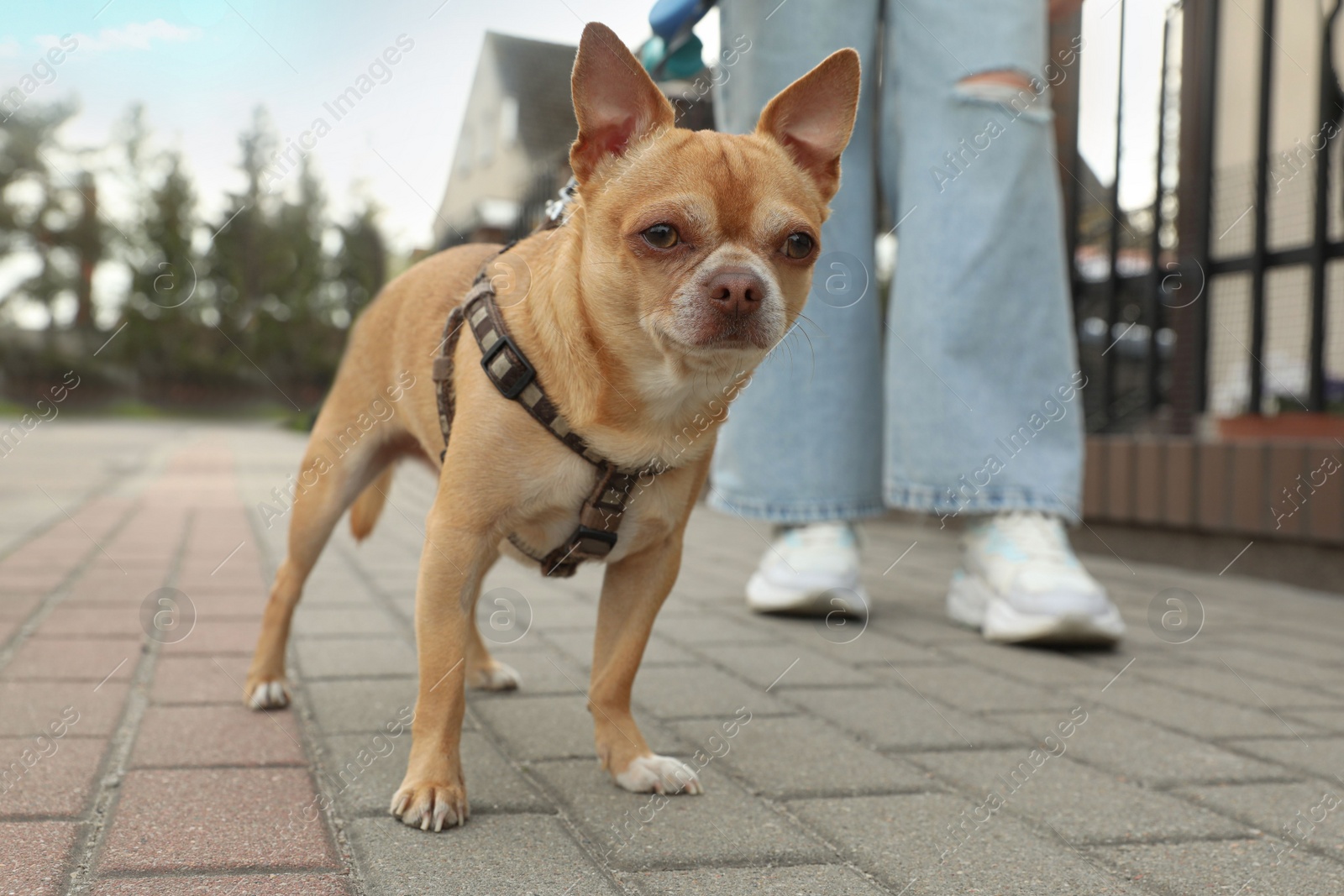 Photo of Owner walking with her chihuahua dog on city street, closeup