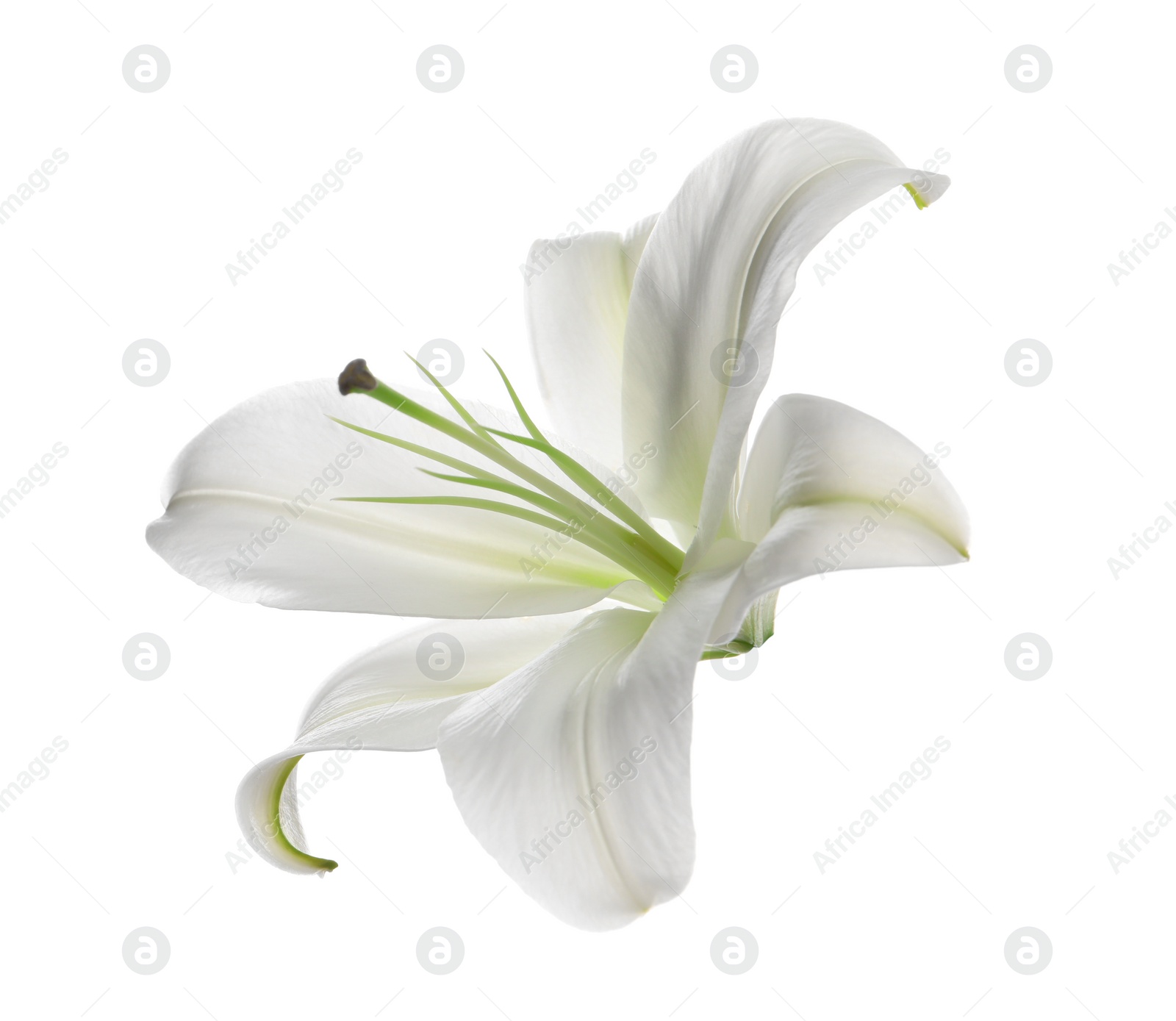 Photo of Beautiful fresh lily flower isolated on white