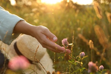 Photo of Woman walking through meadow and touching beautiful clover flowers at sunset, closeup