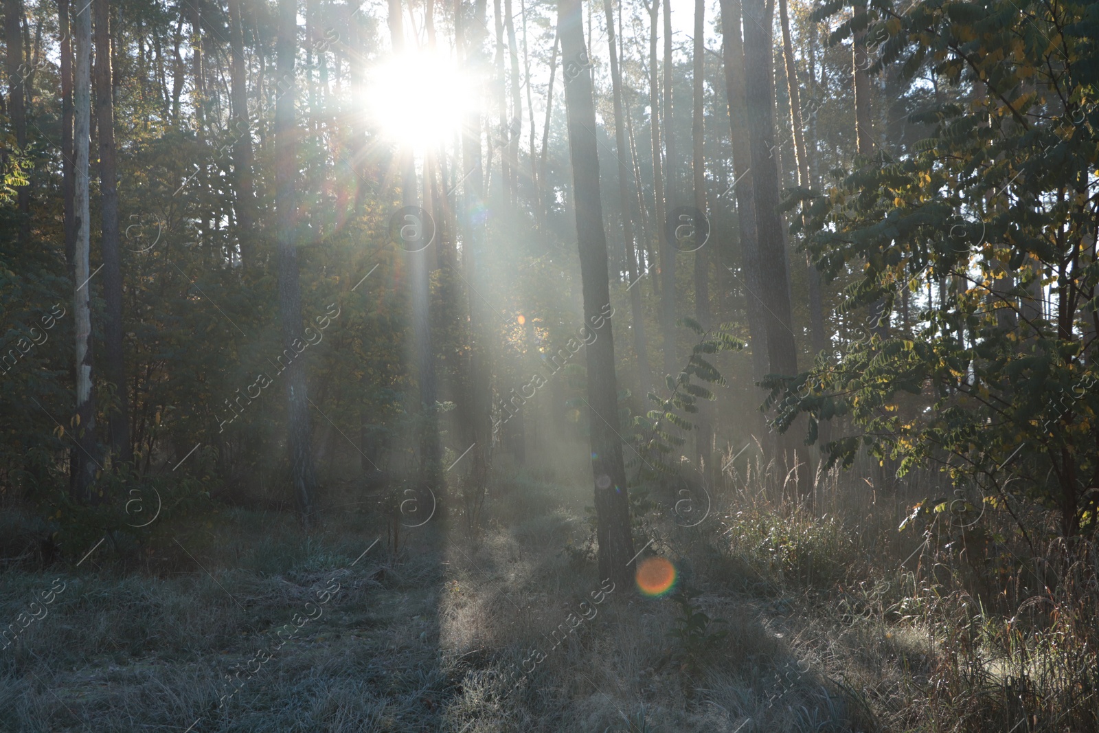 Photo of Majestic view of forest with sunbeams shining through trees in morning