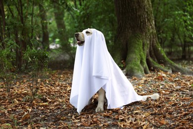 Cute Labrador Retriever dog wearing ghost costume in autumn park on Halloween