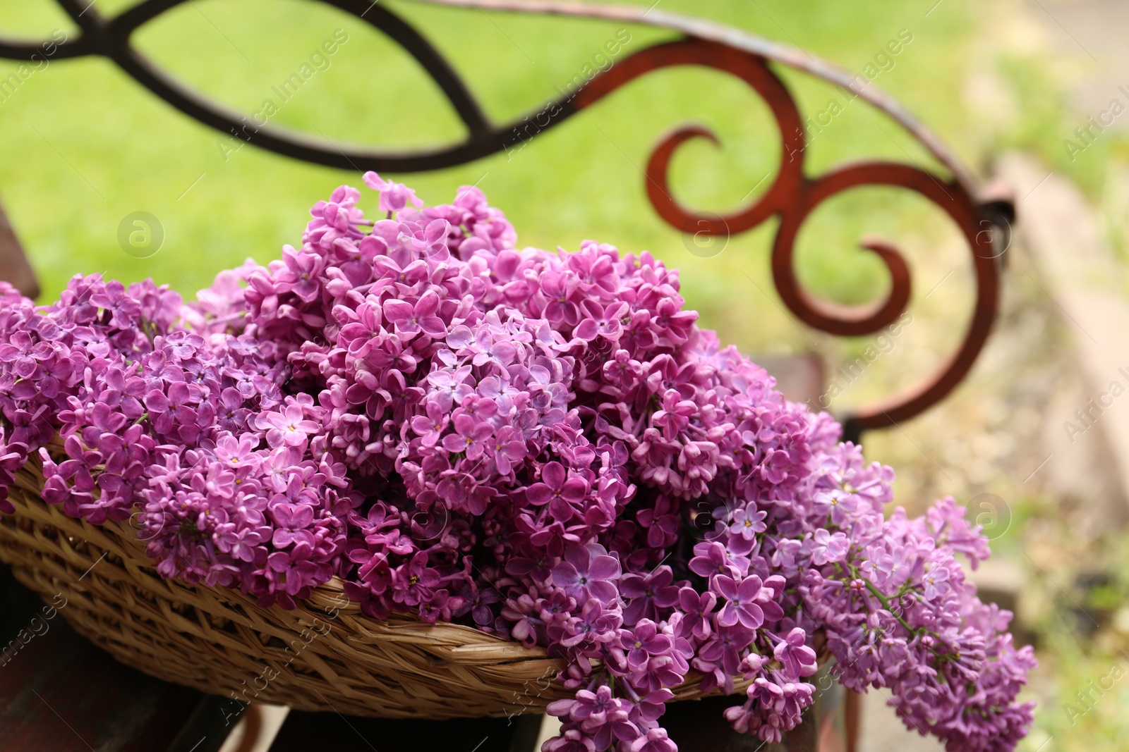 Photo of Beautiful lilac flowers in wicker basket on bench outdoors, closeup