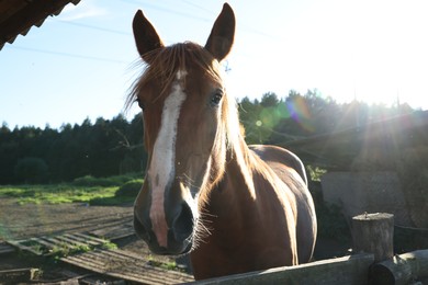 Cute horse inside of paddock at farm