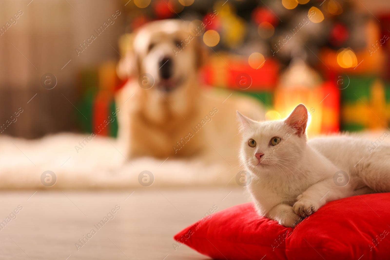 Photo of Cute white cat on pillow in room decorated for Christmas and blurred dog on background. Adorable pets