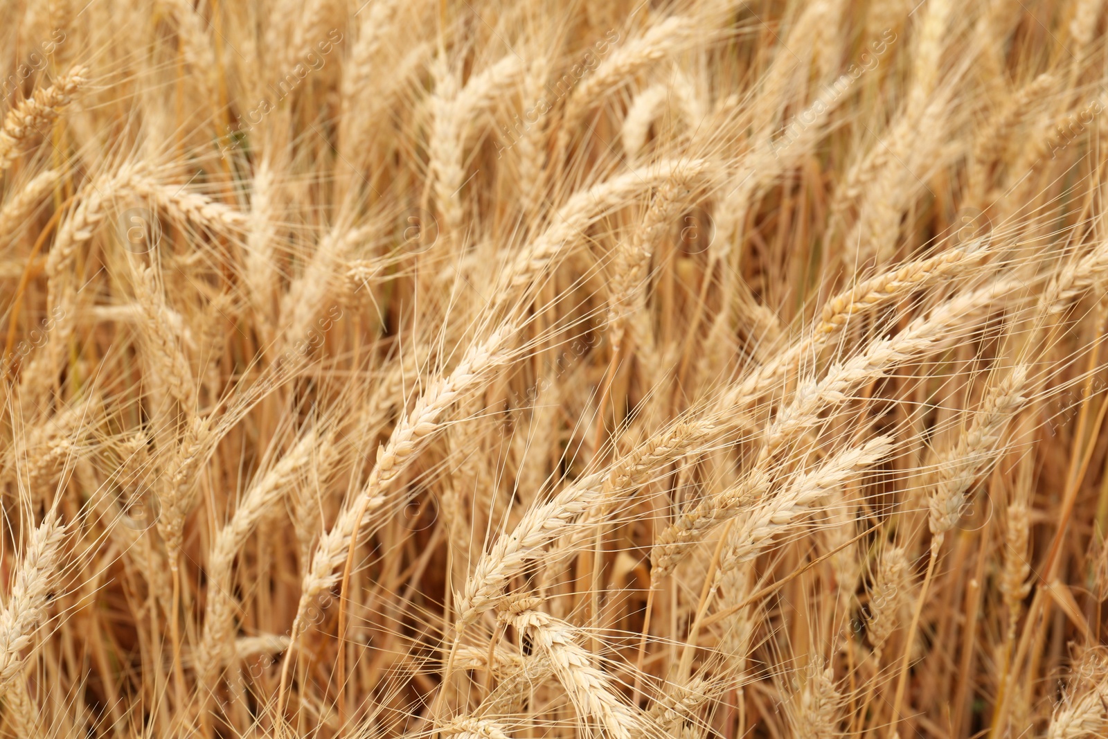 Photo of Beautiful ripe wheat spikes in agricultural field