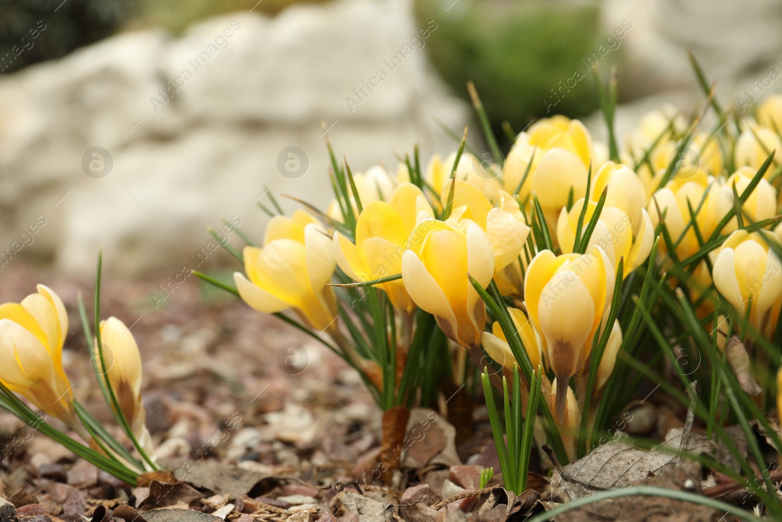 Photo of Beautiful yellow crocus flowers growing in garden