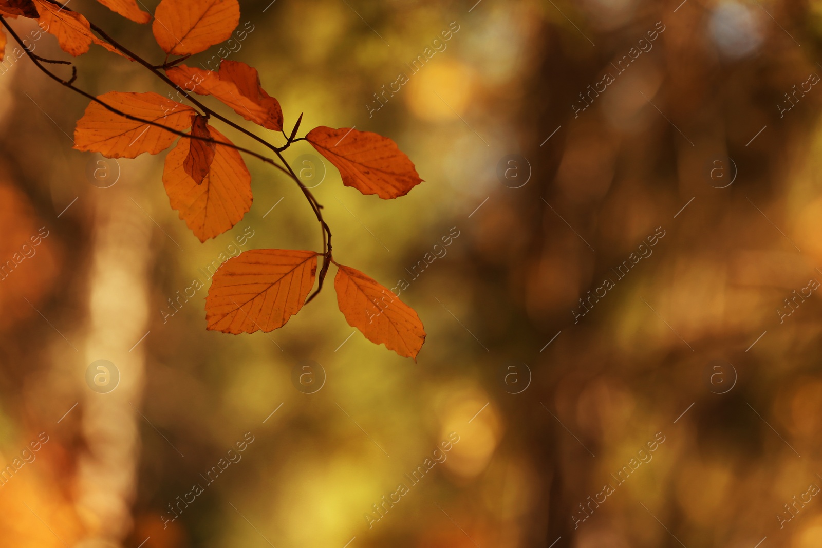 Photo of Tree twig with autumn leaves on blurred background. Space for text