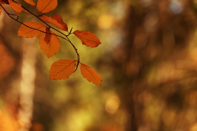 Tree twig with autumn leaves on blurred background. Space for text