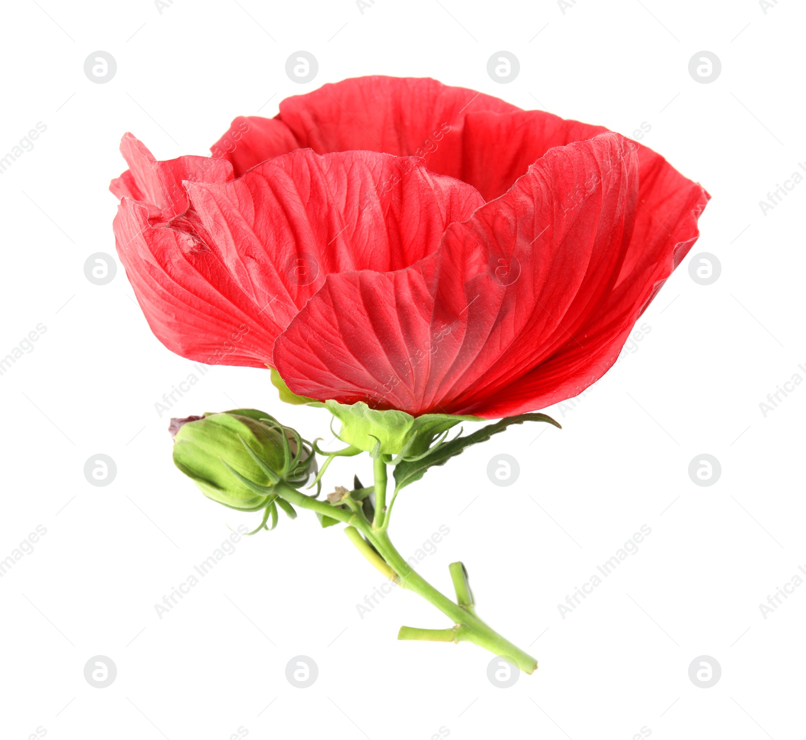 Photo of Beautiful red hibiscus flower on white background