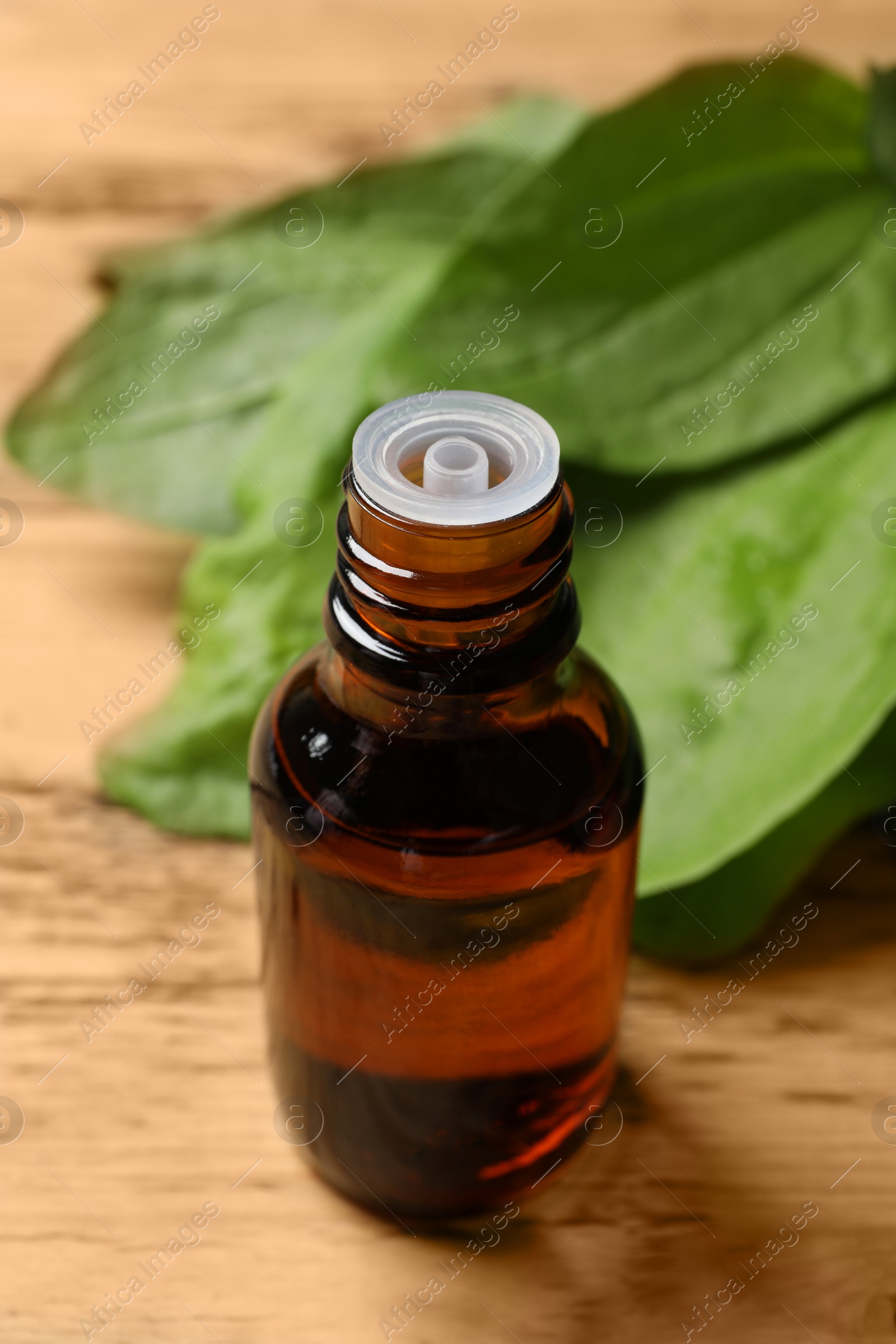 Photo of Bottle of broadleaf plantain extract and leaves on wooden table