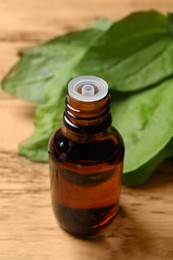 Bottle of broadleaf plantain extract and leaves on wooden table