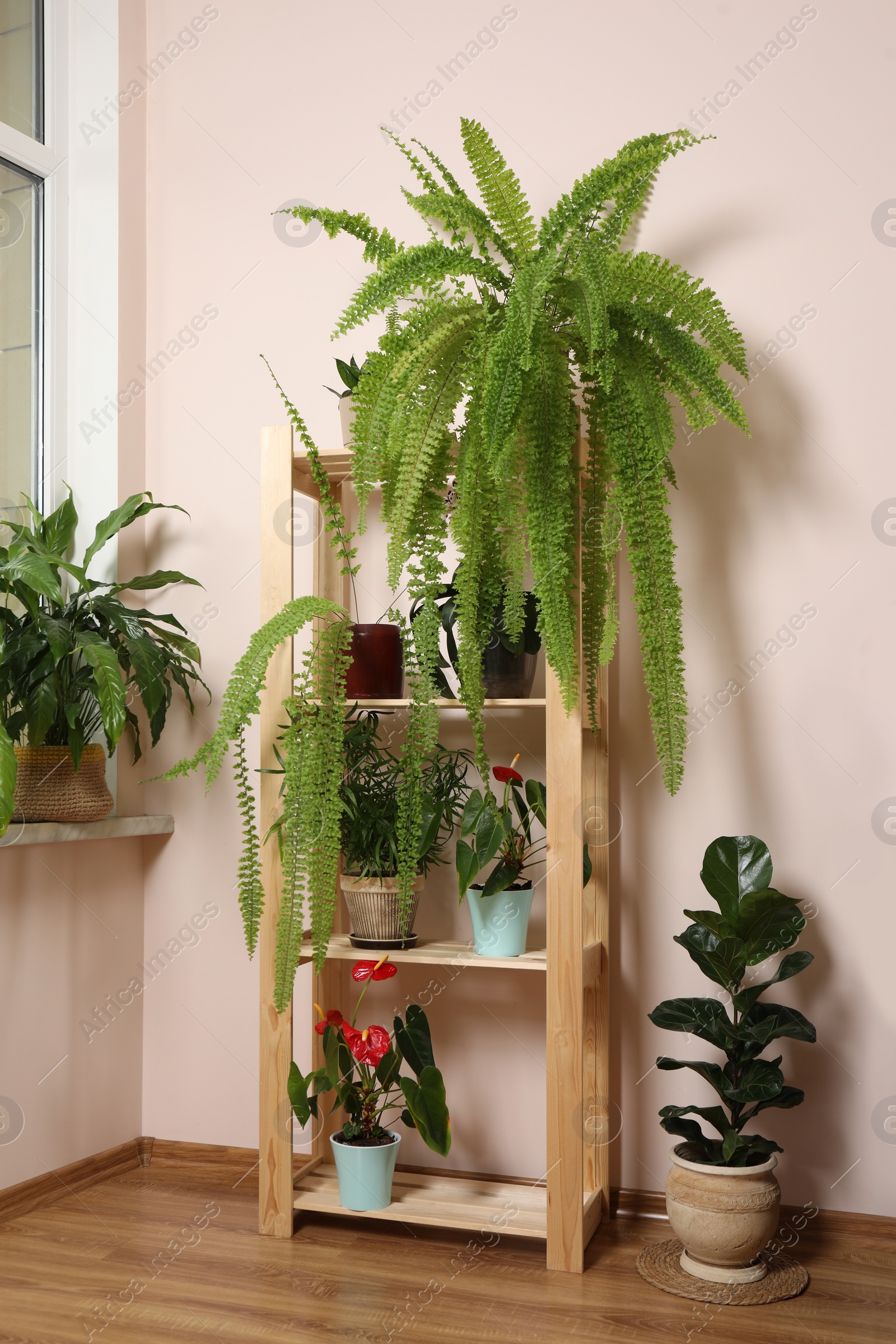 Photo of Beautiful houseplants in pots indoors. House decor