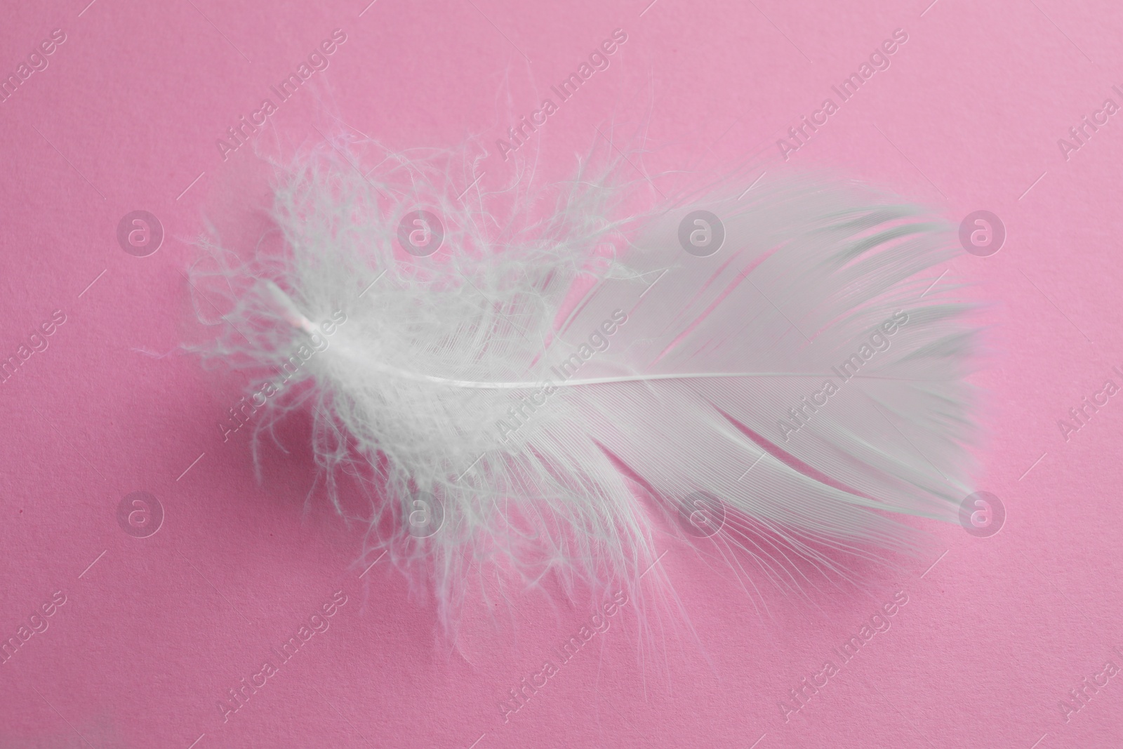 Photo of Fluffy white bird feather on pink background, top view