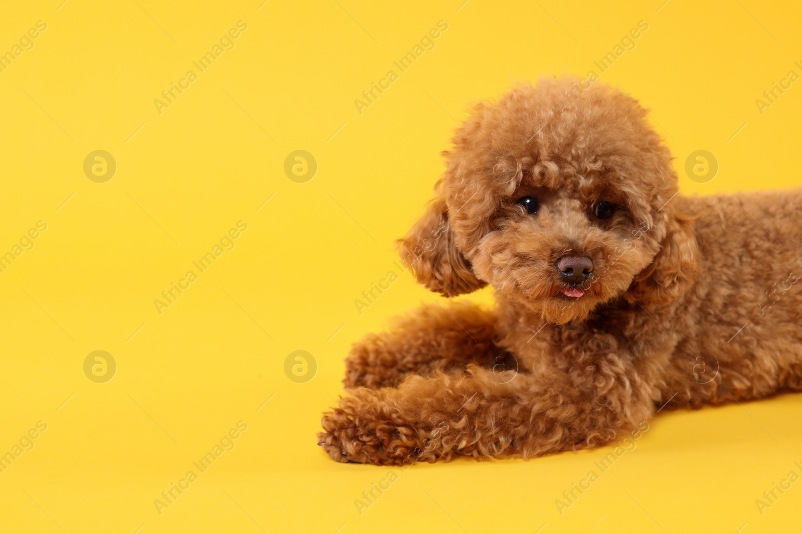 Photo of Cute Maltipoo dog on orange background, space for text. Lovely pet