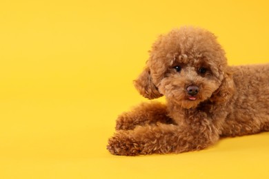Cute Maltipoo dog on orange background, space for text. Lovely pet