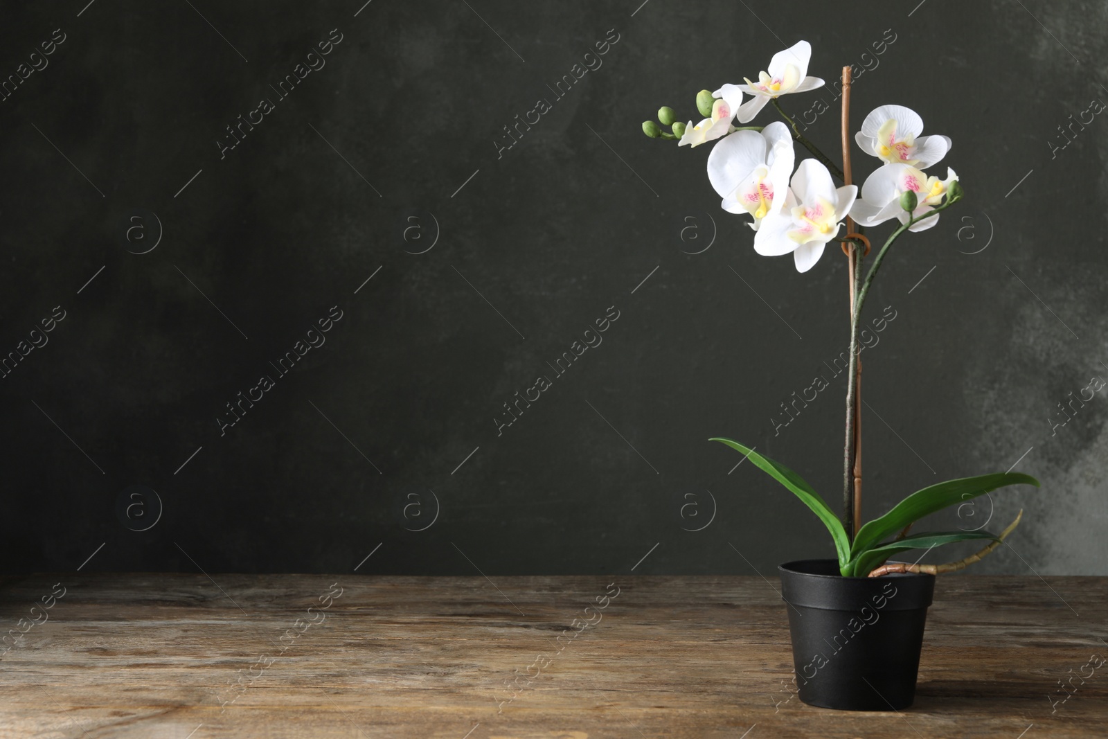 Photo of Artificial orchid plant in flower pot on wooden table. Space for text