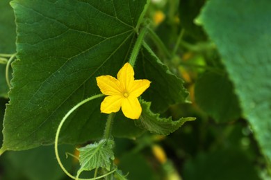 Photo of Blooming cucumber plant growing outdoors, closeup view