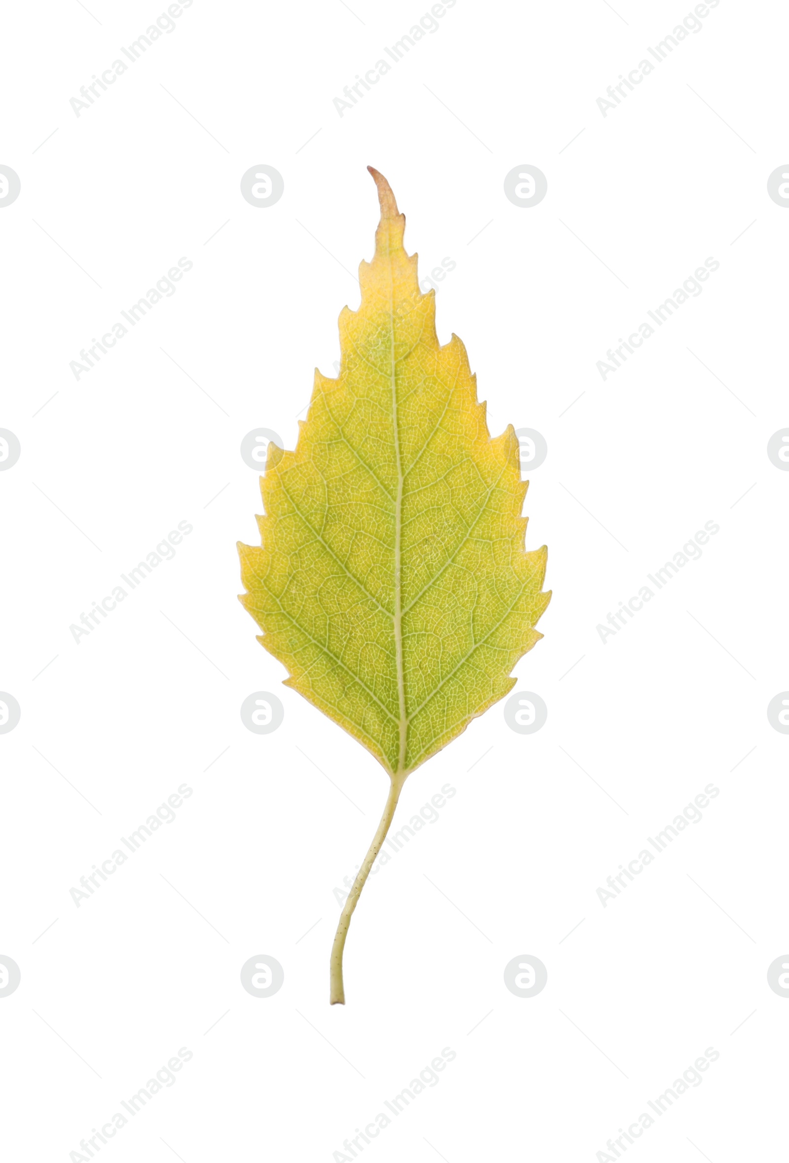 Photo of Beautiful leaf isolated on white. Autumn season