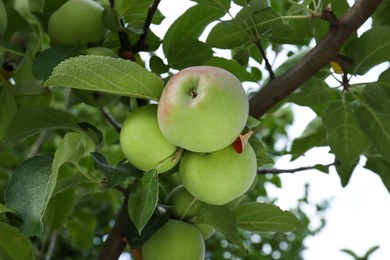Photo of Apples and leaves on tree branches in garden, low angle view