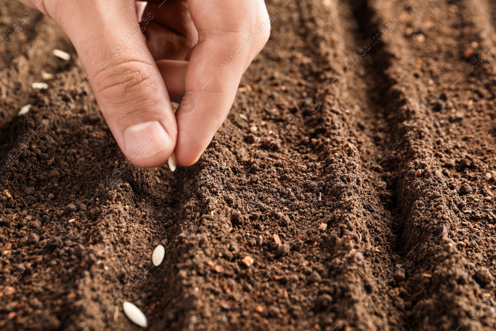 Photo of Farmer planting seeds into fertile soil, closeup with space for text. Gardening time