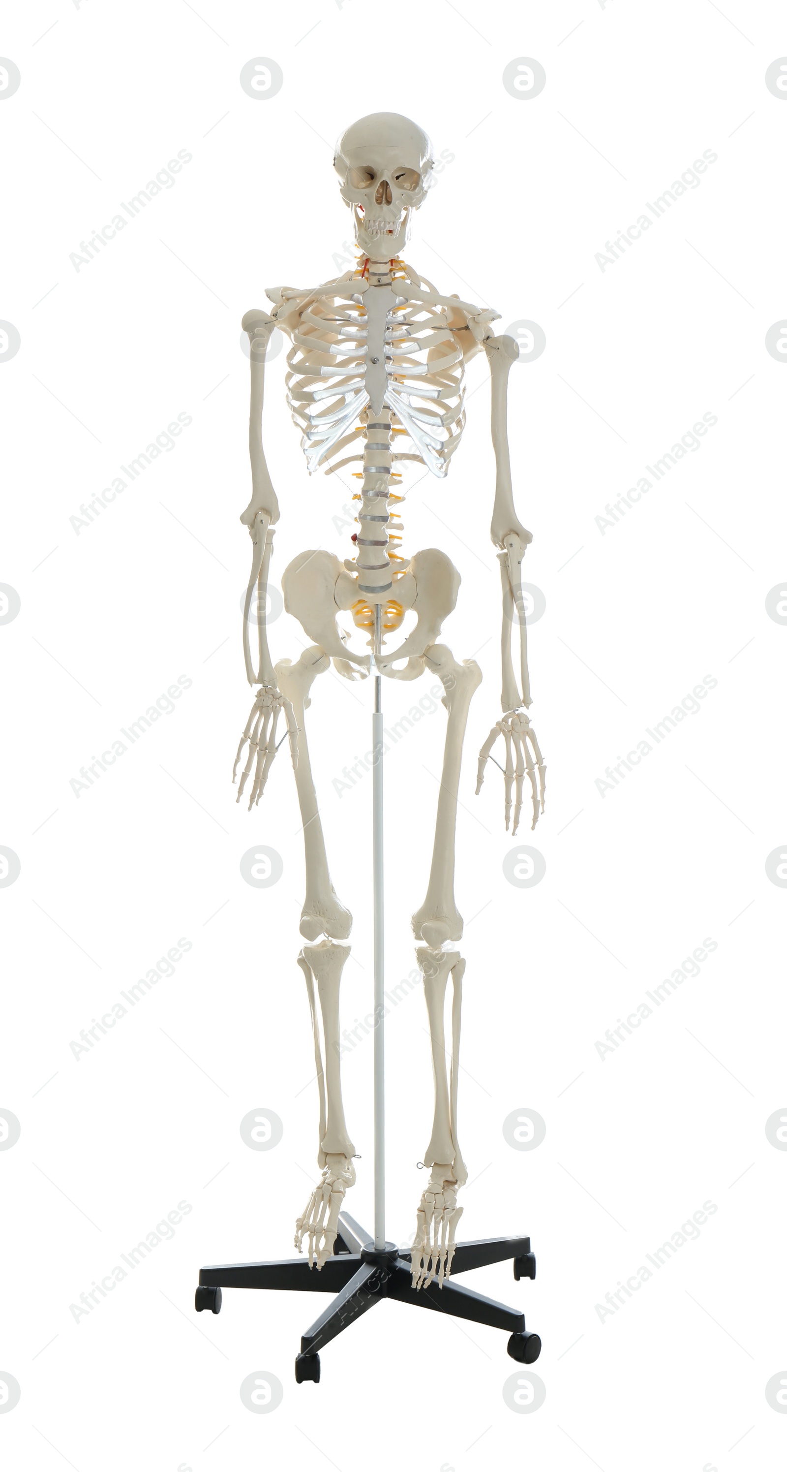 Photo of Artificial human skeleton model isolated on white