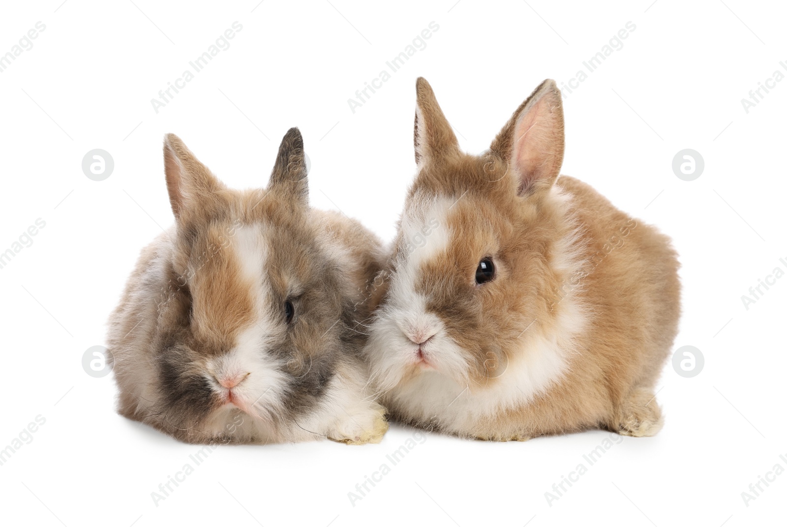 Photo of Cute fluffy pet rabbits isolated on white