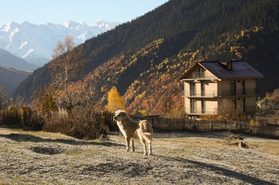 Photo of Adorable dog walking in mountains on sunny day