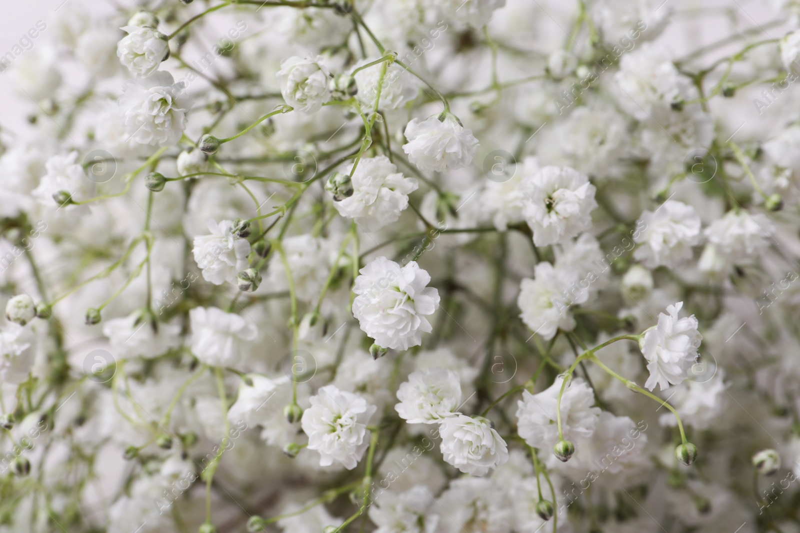 Photo of Beautiful gypsophila flowers as background, closeup view