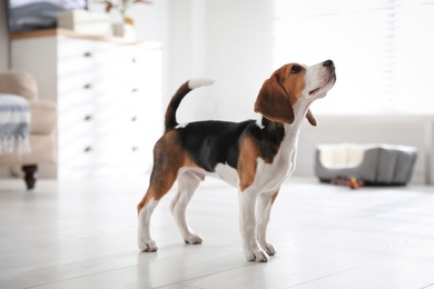 Cute Beagle puppy at home. Adorable pet