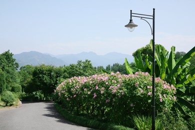 Photo of Picturesque view of park with blooming bushes and lamp
