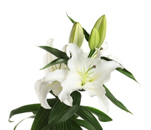 Photo of Beautiful lilies on white background. Funeral flowers