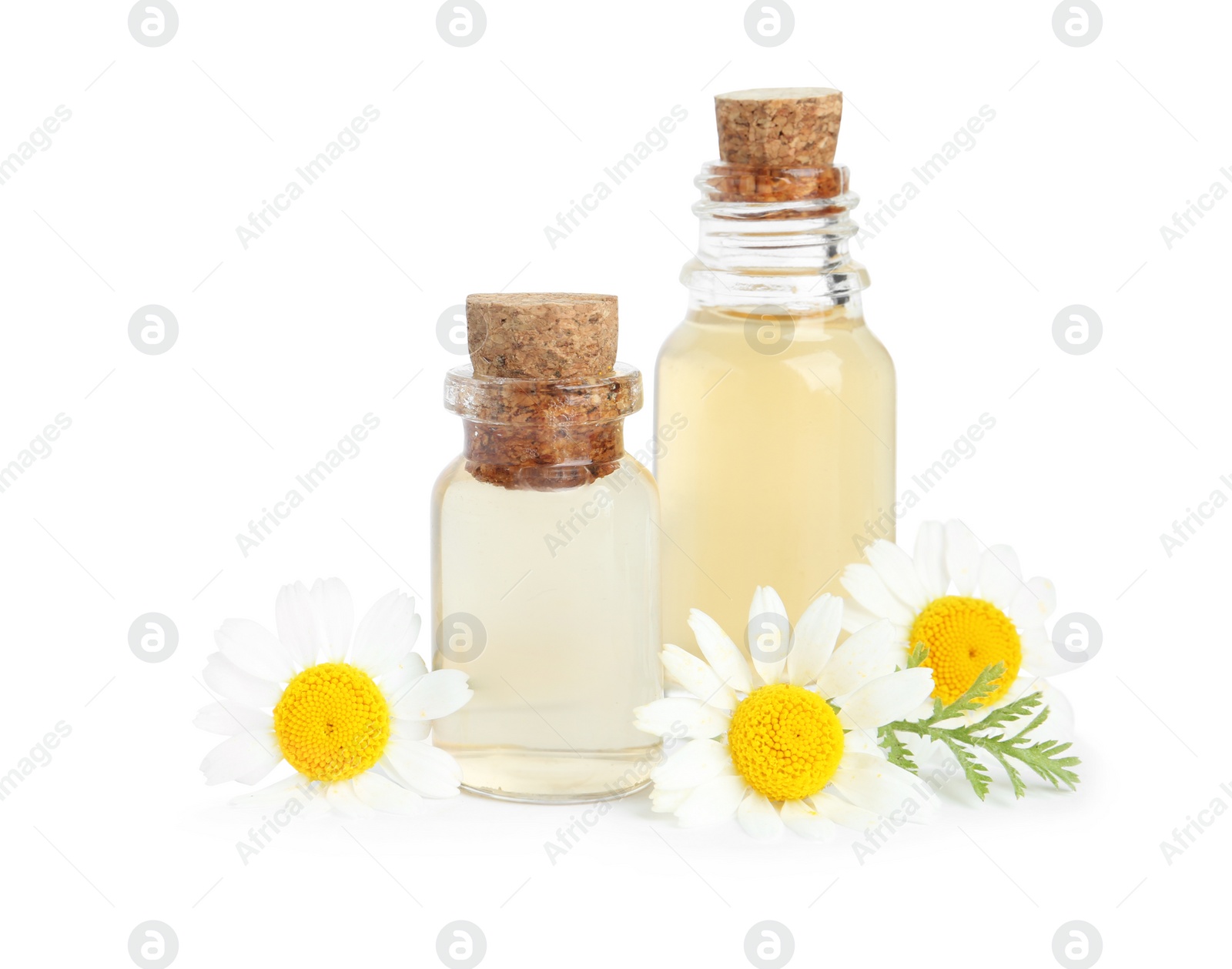 Photo of Bottles of essential oil and chamomiles isolated on white