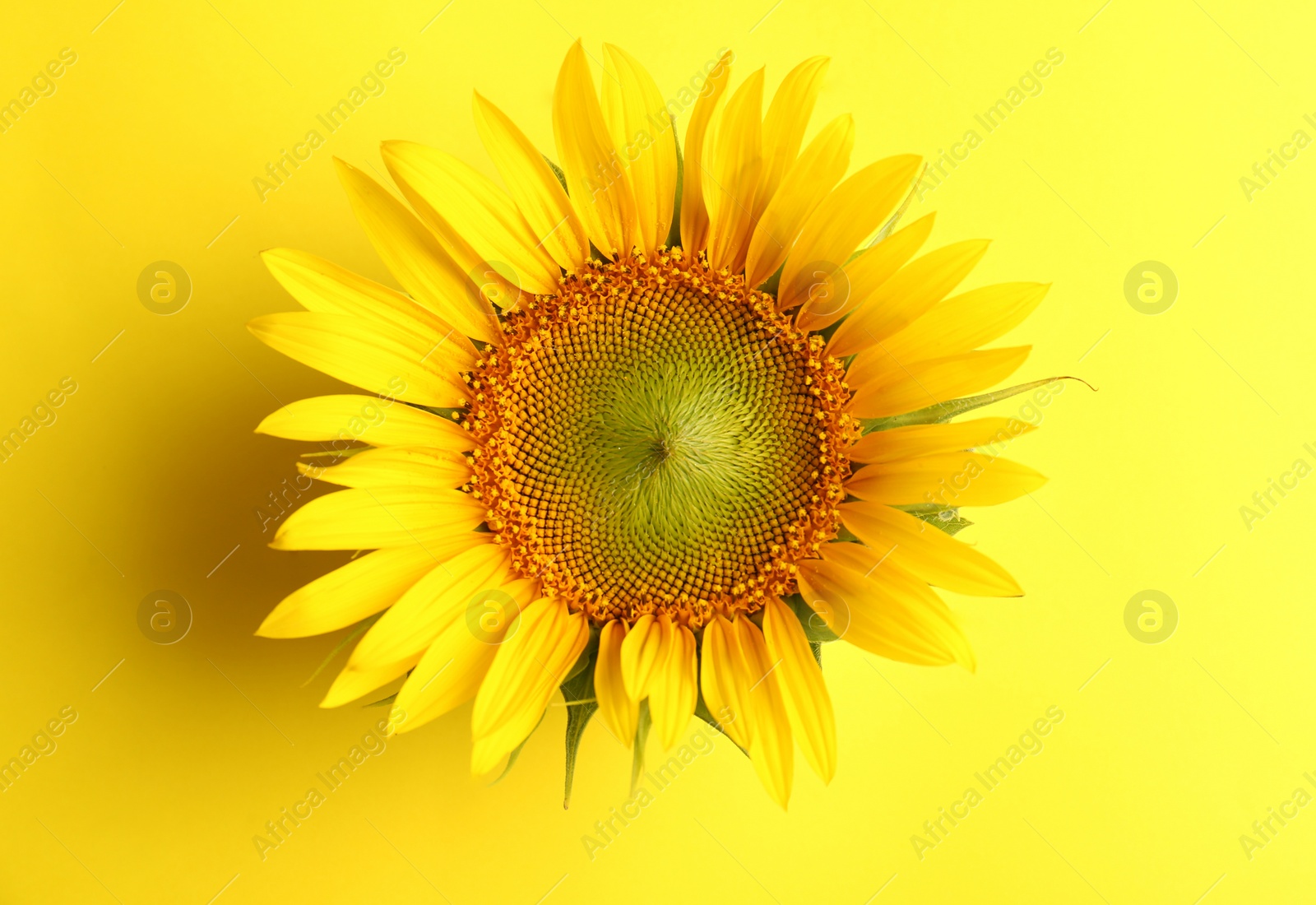 Photo of Beautiful bright sunflower on yellow background, top view