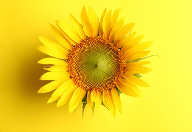 Photo of Beautiful bright sunflower on yellow background, top view
