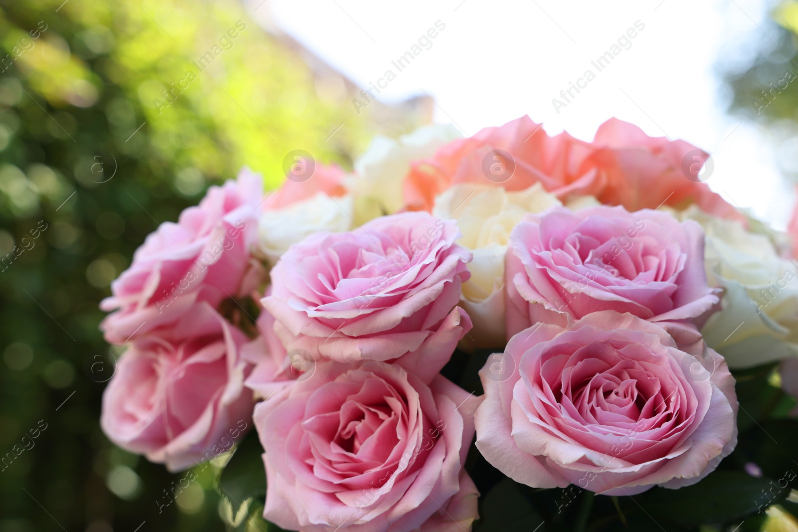 Photo of Beautiful bouquet of aromatic roses outdoors, closeup