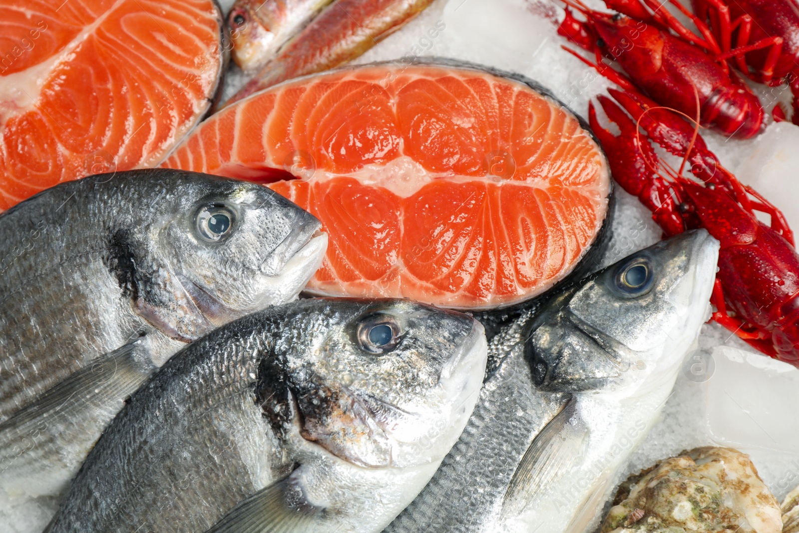 Photo of Fresh fish and seafood on ice, closeup