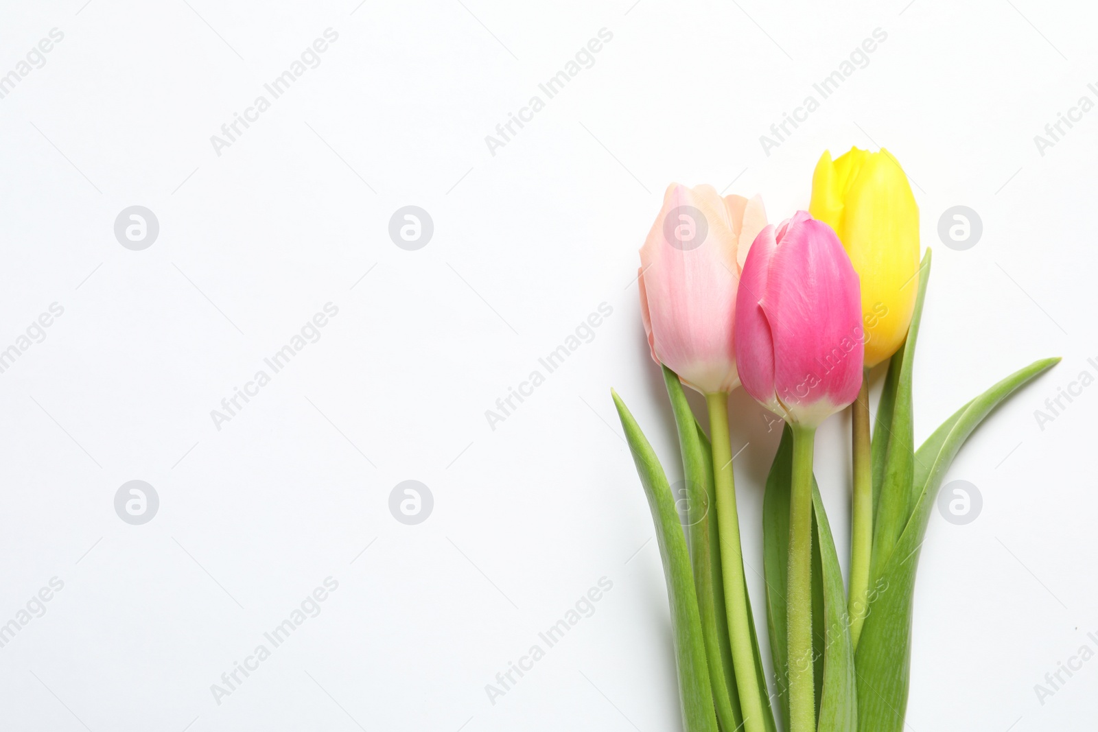 Photo of Beautiful spring tulips on white background, top view. International Women's Day