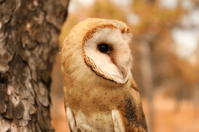 Photo of Beautiful common barn owl on tree outdoors