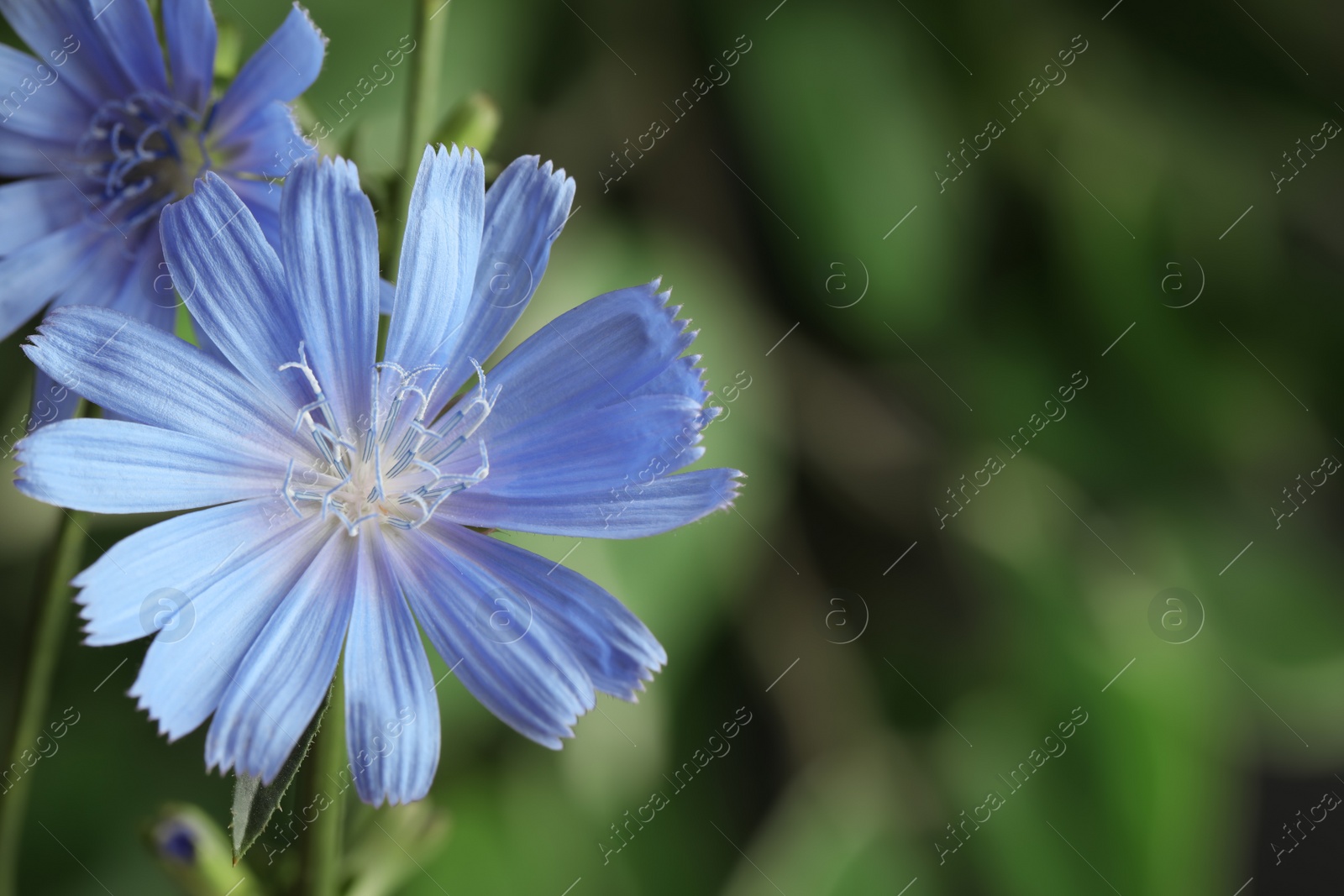 Photo of Beautiful blooming chicory flowers growing outdoors, closeup. Space for text