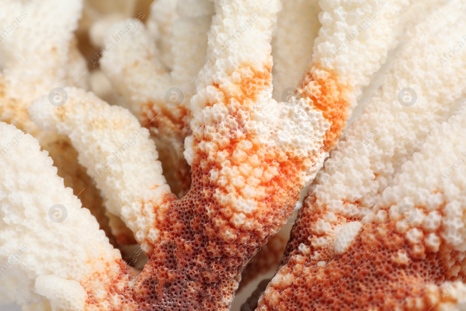 Photo of Beautiful exotic sea coral as background, closeup