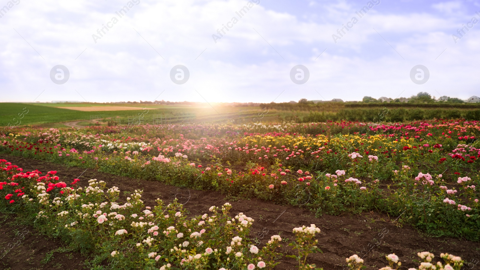 Photo of Bushes with beautiful roses in blooming field