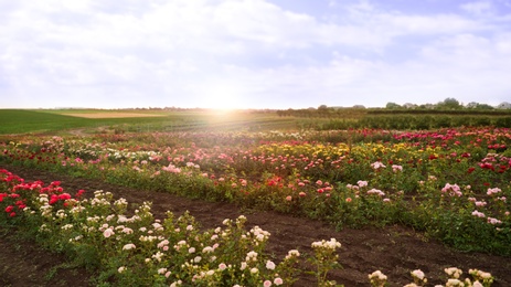 Photo of Bushes with beautiful roses in blooming field