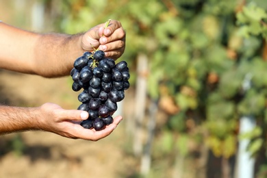 Photo of Man holding bunch of fresh ripe juicy grapes in vineyard, closeup