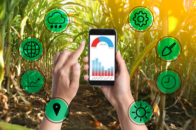 Image of Modern agriculture. Woman with smartphone in corn field and icons, closeup